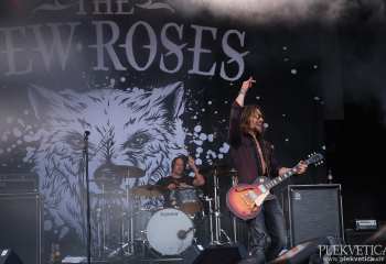 The New Roses -  Photo By Peti